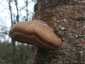 Nyírfa-tapló (Fomitopsis betulina), Dél-Pest